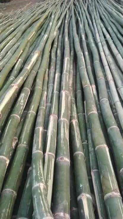 bamboo depot